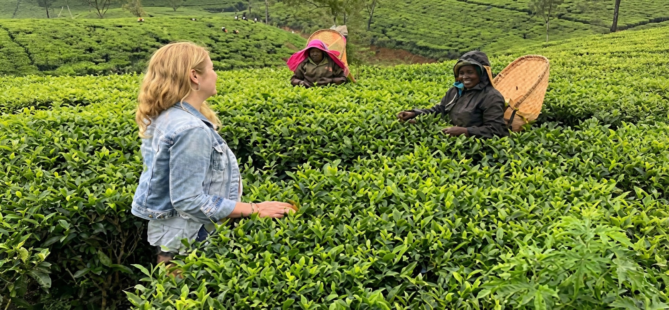 Tea Tasting